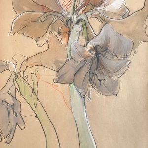 AMARYLLIS XI . Öl auf Papier . 42x31 cm